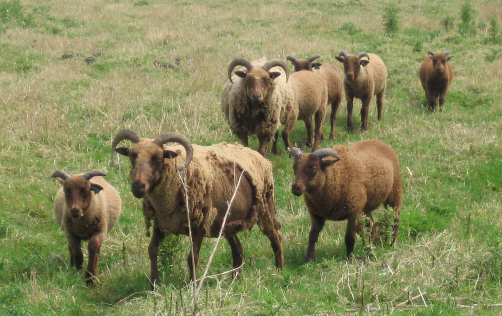 Manx Loaghtan ooien en lammeren, de eerste ooi zelfruiend