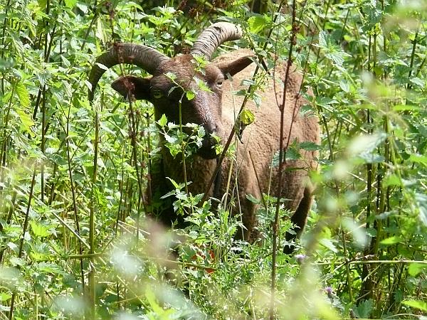 Manx Loaghtan ooi brandnetelruigte aanpakkend